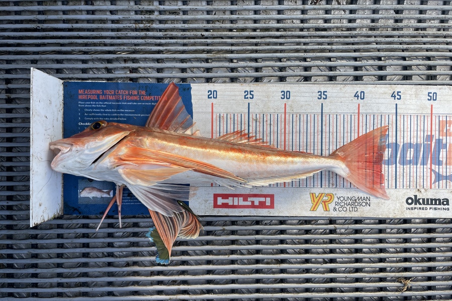 Angel Emtage caught this 43.0cm Gurnard at Kaipara Harbour  during The Export NZ Fishing Competition