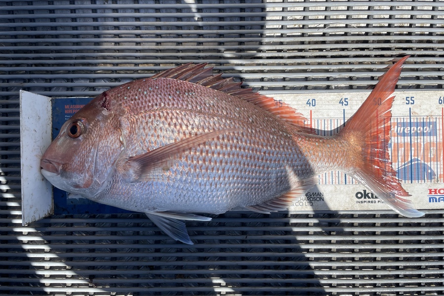 Angel Emtage caught this 51.5cm Snapper at Kaipara Harbour  during The Export NZ Fishing Competition