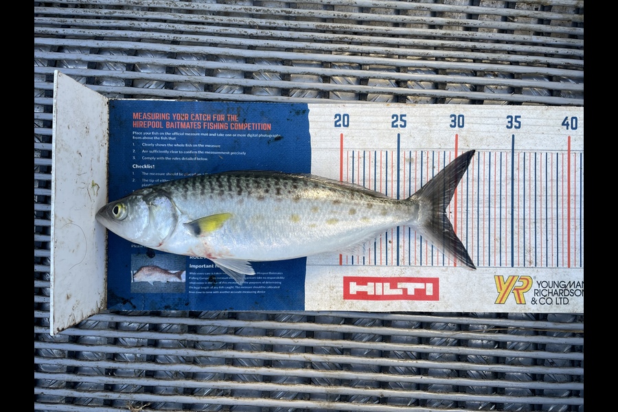 Angel Emtage caught this 29.0cm Kahawai at Kaipara Harbour  during The Export NZ Fishing Competition