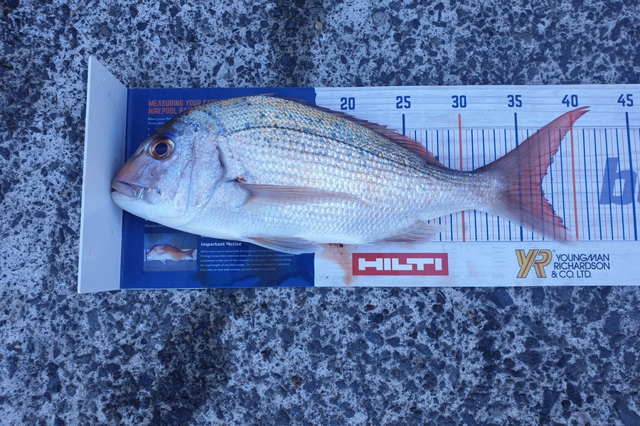 Cody Alexander caught this 37.0cm Snapper at Tauranga  during The Export NZ Fishing Competition