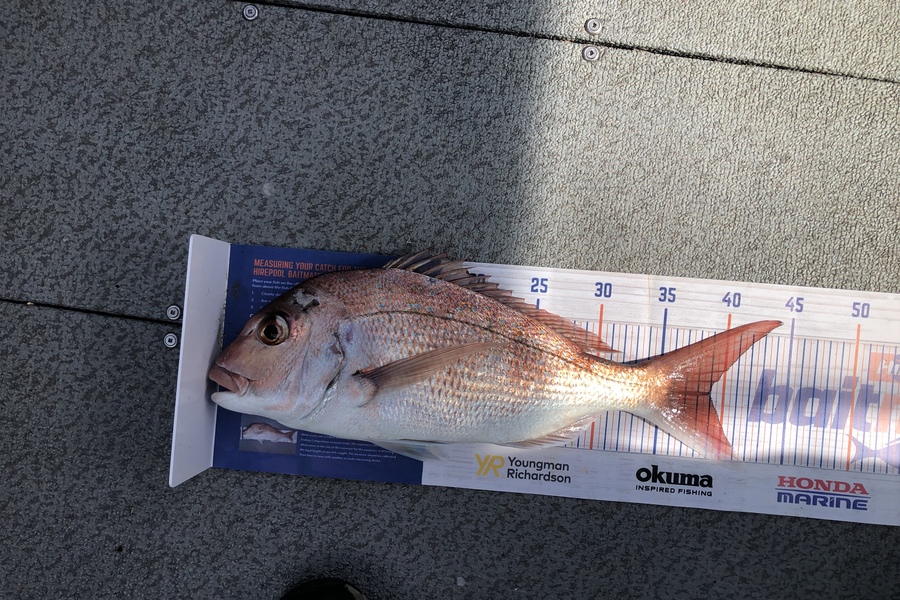 Jason Greaves caught this 39.0cm Snapper at Rangitoto  during The Export NZ Fishing Competition