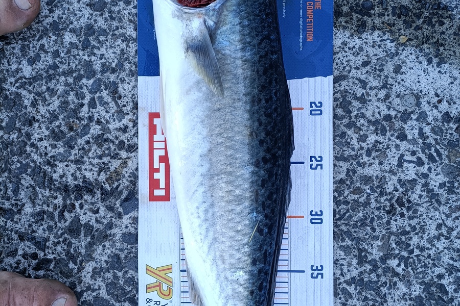 Andrew Cornelder caught this 49.5cm Kahawai at Tauranga  during The Export NZ Fishing Competition