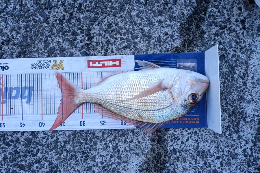 Andrew Cornelder caught this 35.0cm Snapper at Tauranga  during The Export NZ Fishing Competition