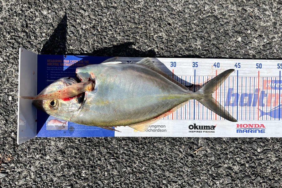 Taha Shahiwala caught this 39.0cm Trevally at Browns bay reef during The Export NZ Fishing Competition
