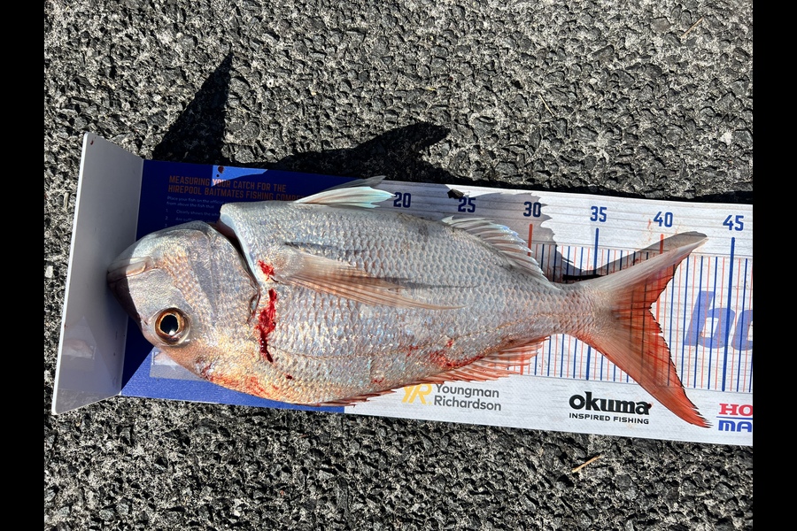 Taha Shahiwala caught this 39.5cm Snapper at Browns bay reef  during The Export NZ Fishing Competition