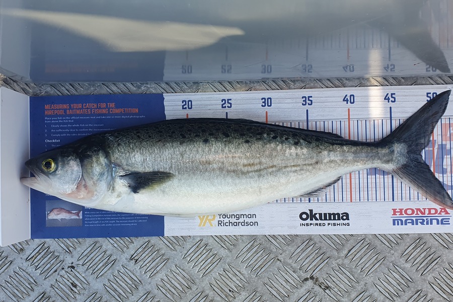 Logan Woods caught this 48.5cm Kahawai at Mana during The Export NZ Fishing Competition