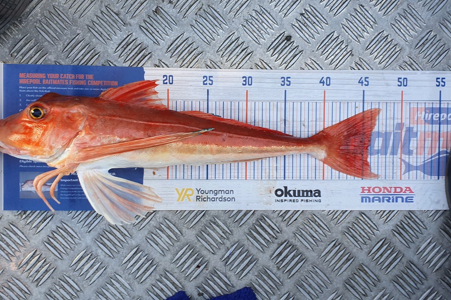 Hamish Woods caught this 45.5cm Gurnard at Mana during The Export NZ Fishing Competition