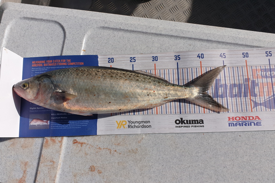 Paul Harrison caught this 40.5cm Kahawai at Lyttelton  during The Export NZ Fishing Competition