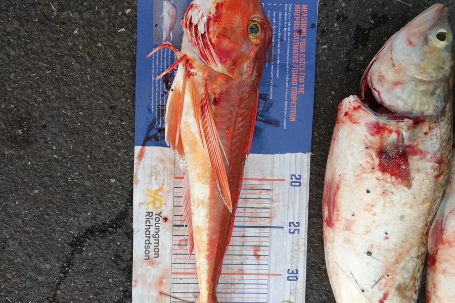 Raymond Edwards caught this 39.0cm Gurnard at Raglan during The Export NZ Fishing Competition