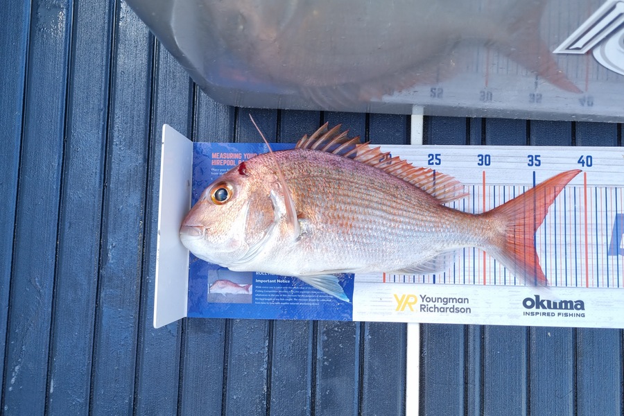 William Askham caught this 35.0cm Snapper at Little Barrier  during The Export NZ Fishing Competition