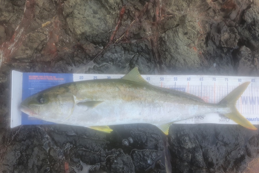 Ben Cullen caught this 77.5cm Kingfish at Far north during The Export NZ Fishing Competition