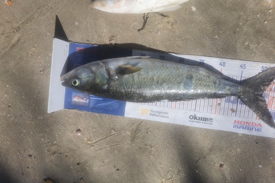 Ben Cullen caught this 50.5cm Kahawai at Far north during The Export NZ Fishing Competition