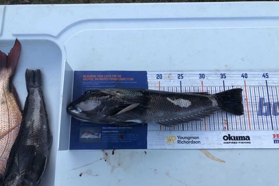 Tony Flowers caught this 38.5cm Blue Cod at West coast during The Export NZ Fishing Competition
