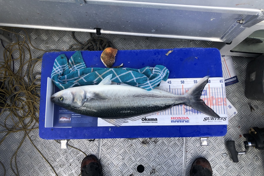 Tony Flowers caught this 56.0cm Kahawai at West coast during The Export NZ Fishing Competition