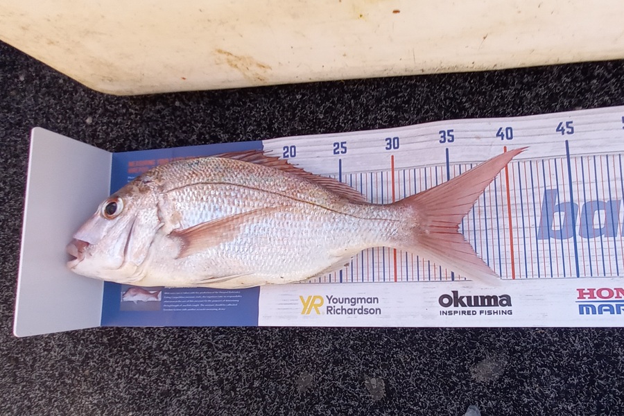 Sandra Dicker caught this 35.5cm Snapper at Waiheke mussel farms during The Export NZ Fishing Competition