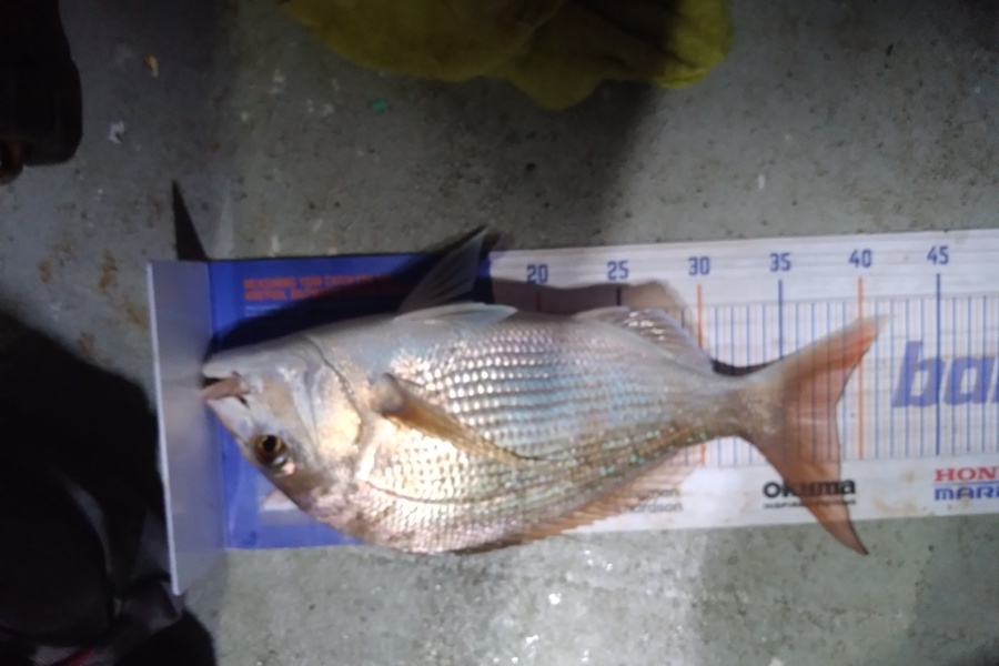 Sam earle caught this 38.5cm Snapper at Manukau harbour  during The Export NZ Fishing Competition