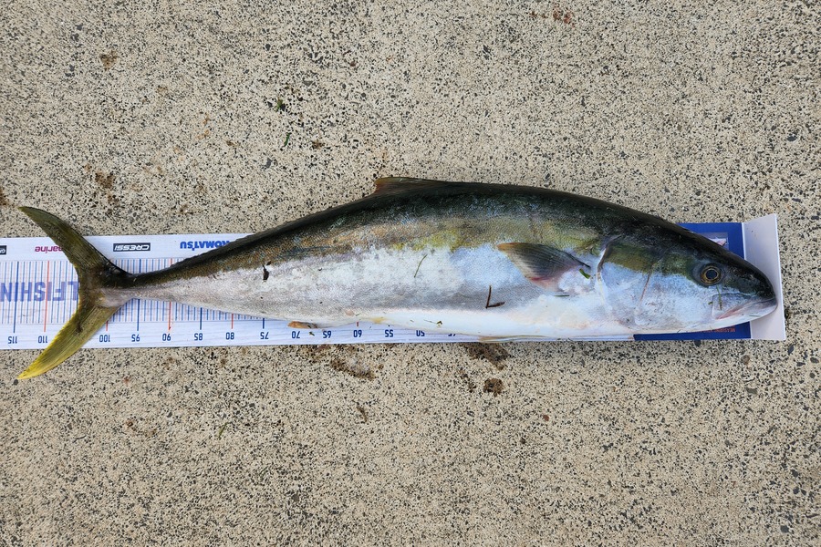 Scott Webb caught this 105.0cm Kingfish at Coromandel during The Export NZ Fishing Competition