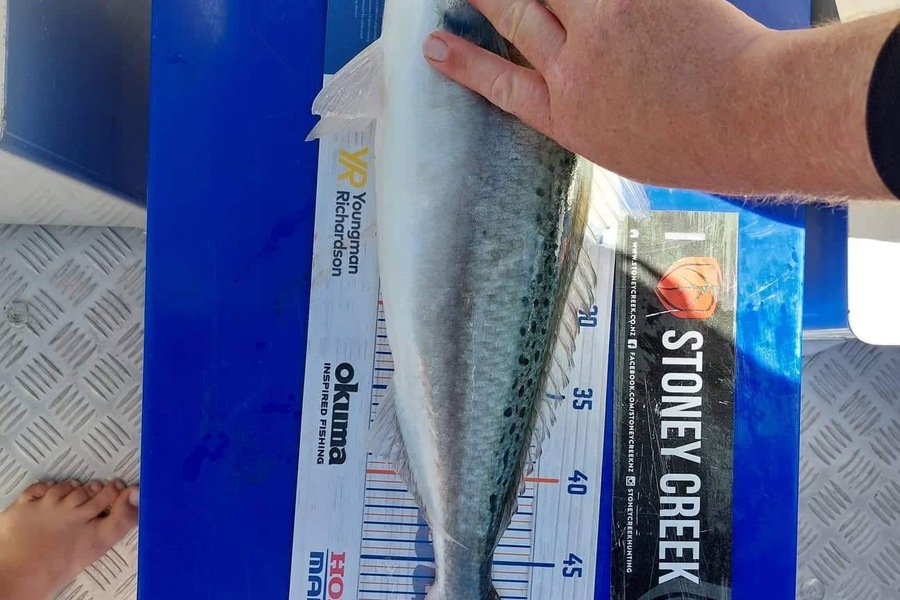 Matt Simpson caught this 52.0cm Kahawai at Mercury Bay Whitianga during The Export NZ Fishing Competition