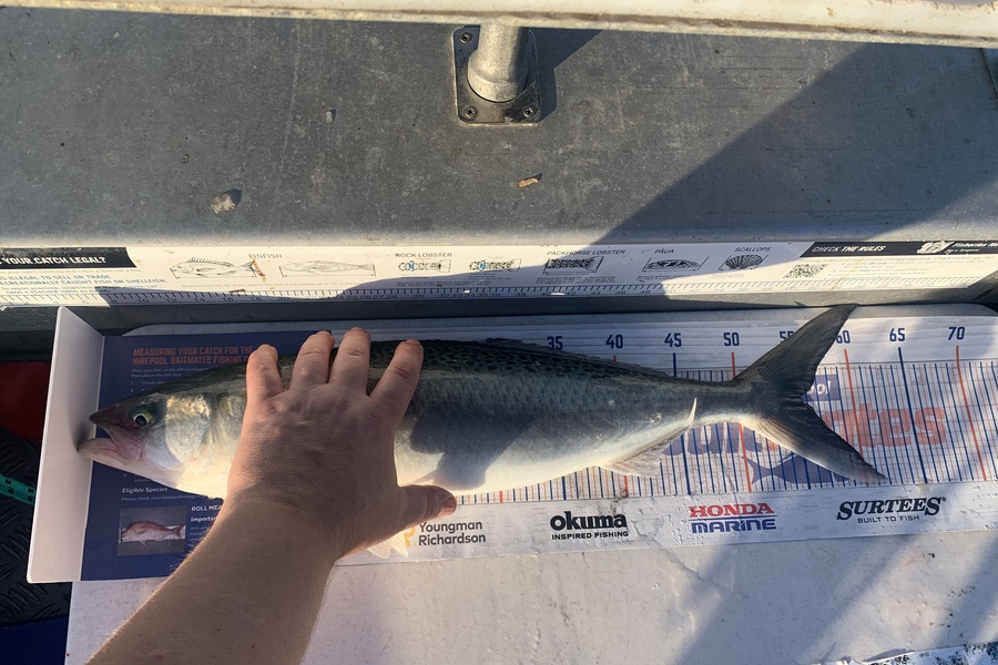 Shaun Powell caught this 55.5cm Kahawai at Rangitoto Island  during The Export NZ Fishing Competition