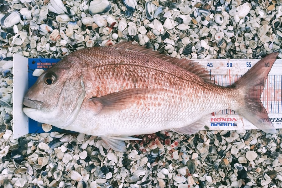 Ben Moretti caught this 58.0cm Snapper at Te oneroa a tohe during The Export NZ Fishing Competition