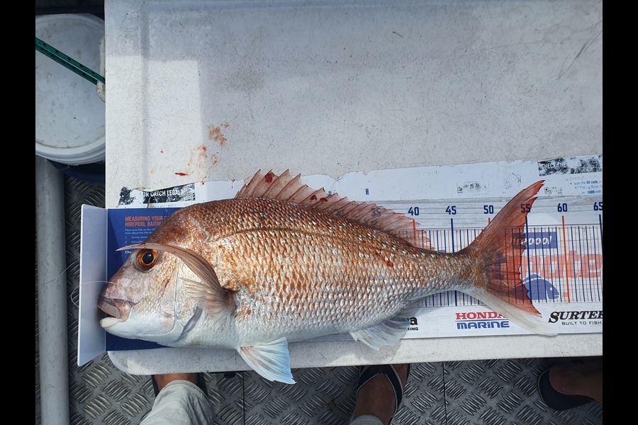Nicholas Houghton caught this 53.5cm Snapper at  West side of rangitoto  during The Export NZ Fishing Competition