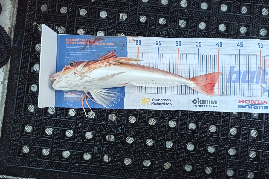 Duncan Pringle caught this 39.0cm Gurnard at Wellington harbour during The Export NZ Fishing Competition