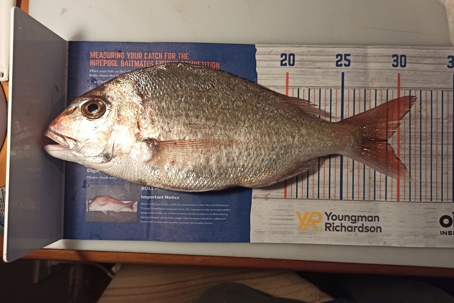 Duncan Pringle caught this 29.0cm Snapper at Wellington harbour during The Export NZ Fishing Competition