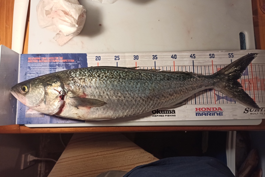 Duncan Pringle caught this 56.0cm Kahawai at Wellington harbour during The Export NZ Fishing Competition