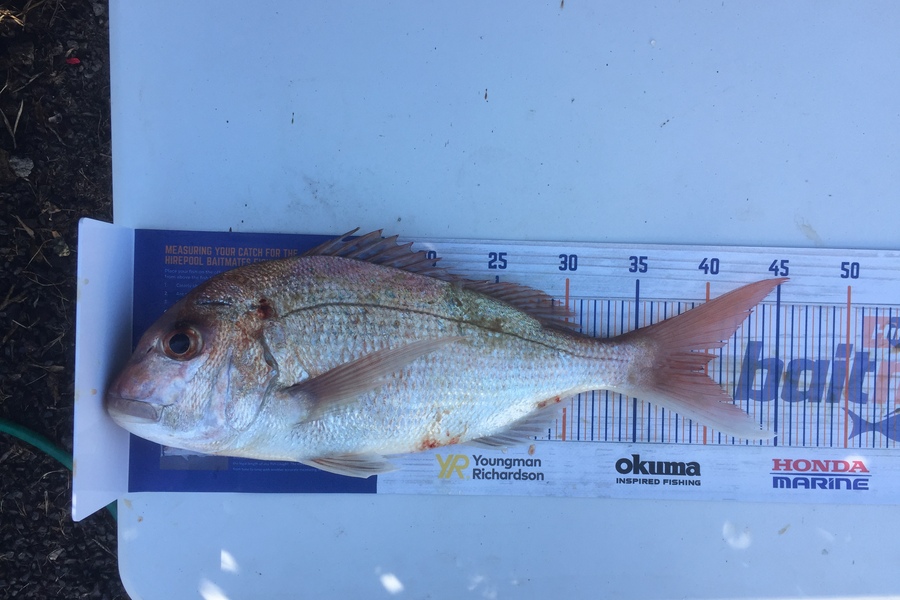Nic Meyer caught this 39.5cm Snapper at Tauranga during The Export NZ Fishing Competition