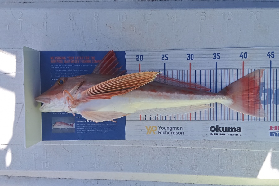 Manawa Riri caught this 43.0cm Gurnard at Waihi beach during The Export NZ Fishing Competition