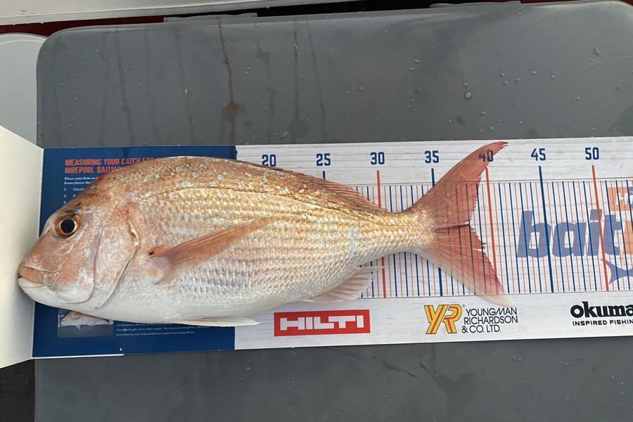 Ian Pedersen caught this 38.0cm Snapper at BOP during The Export NZ Fishing Competition