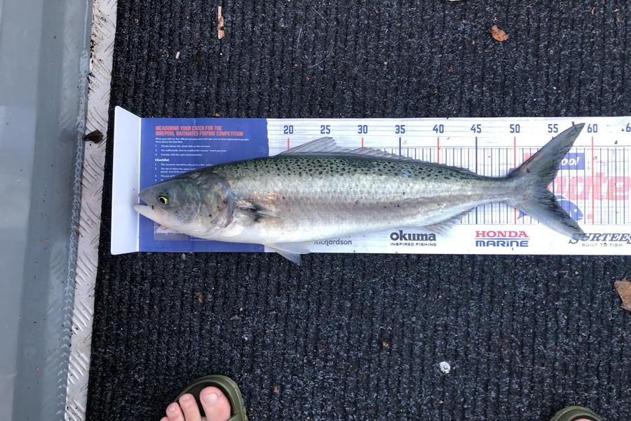 Dean Taylor caught this 54.0cm Kahawai at Tauranga  during The Export NZ Fishing Competition
