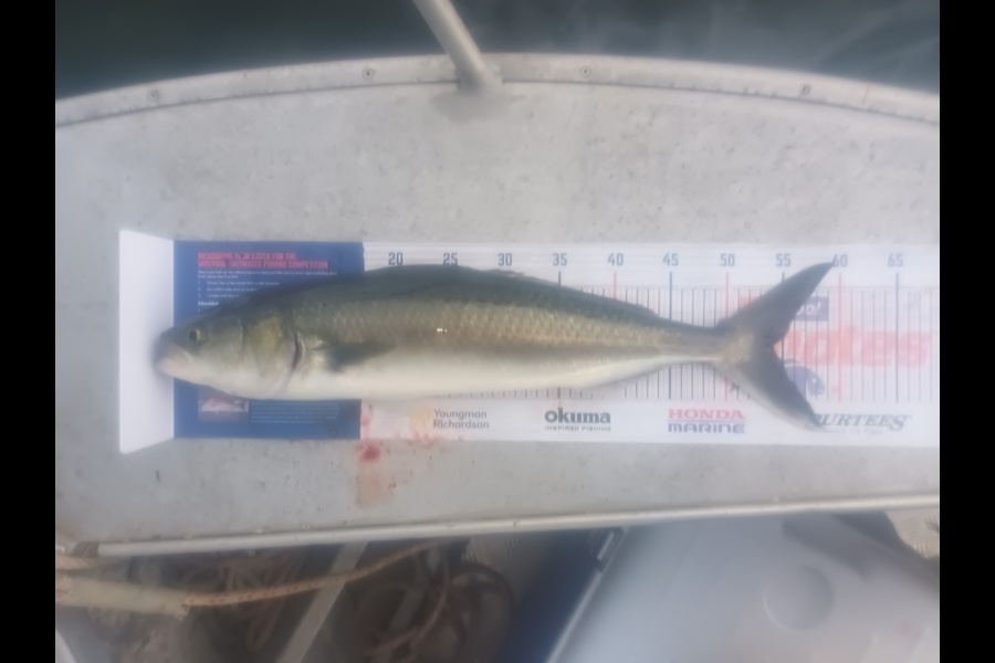 Samuel Baker caught this 54.0cm Kahawai at Whangarei harbour during The Export NZ Fishing Competition
