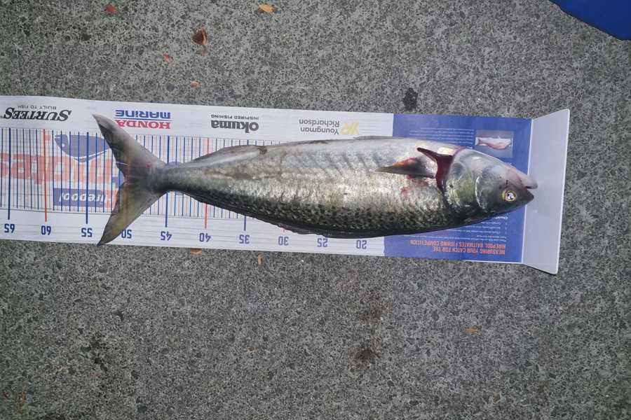 Samuel Baker caught this 50.0cm Kahawai at Whangarei harbour during The Export NZ Fishing Competition