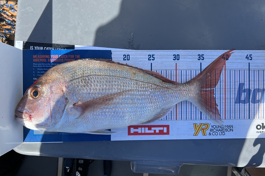Melissa Martin caught this 37.5cm Snapper at BOP during The Export NZ Fishing Competition