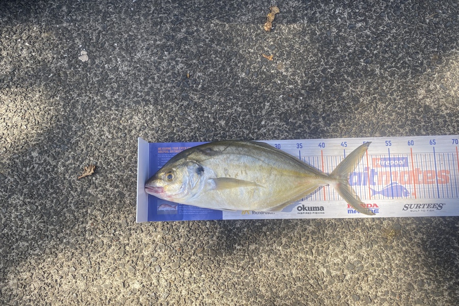 Steve Ryder caught this 45.0cm Trevally at Pouto  during The Export NZ Fishing Competition