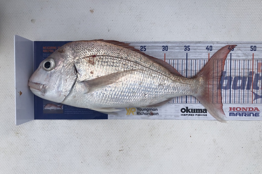 Lauren Speer caught this 42.5cm Snapper at Waiheke during The Export NZ Fishing Competition