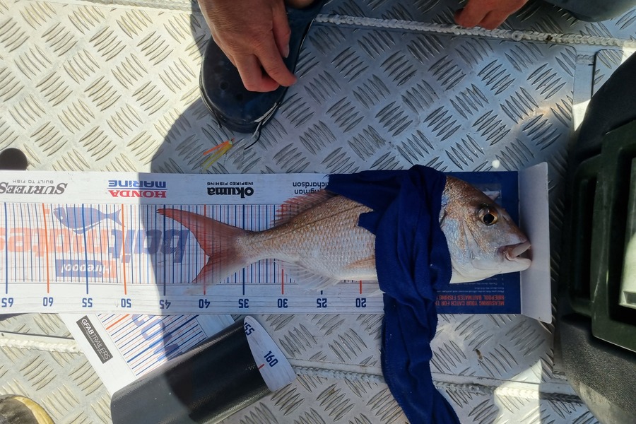 Doug Anderson  caught this 39.0cm Snapper at Kawau during The Export NZ Fishing Competition
