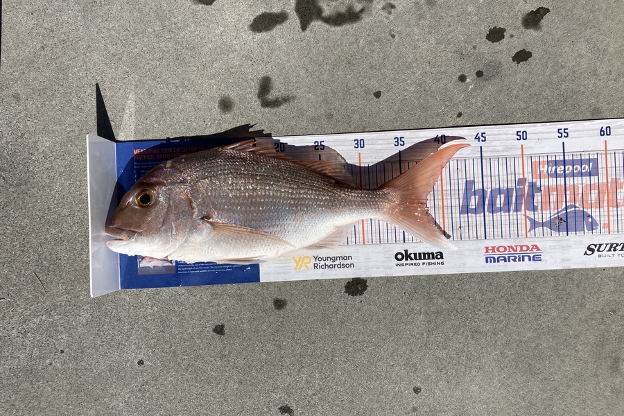 Aden Herbert caught this 38.0cm Snapper at My Maunganui  during The Export NZ Fishing Competition