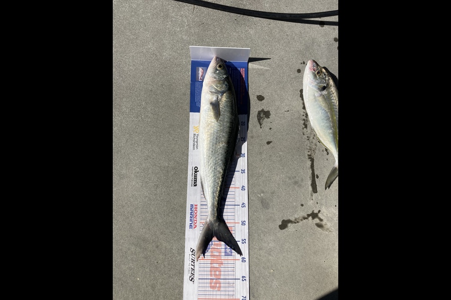 Aden Herbert caught this 53.5cm Kahawai at My Maunganui during The Export NZ Fishing Competition