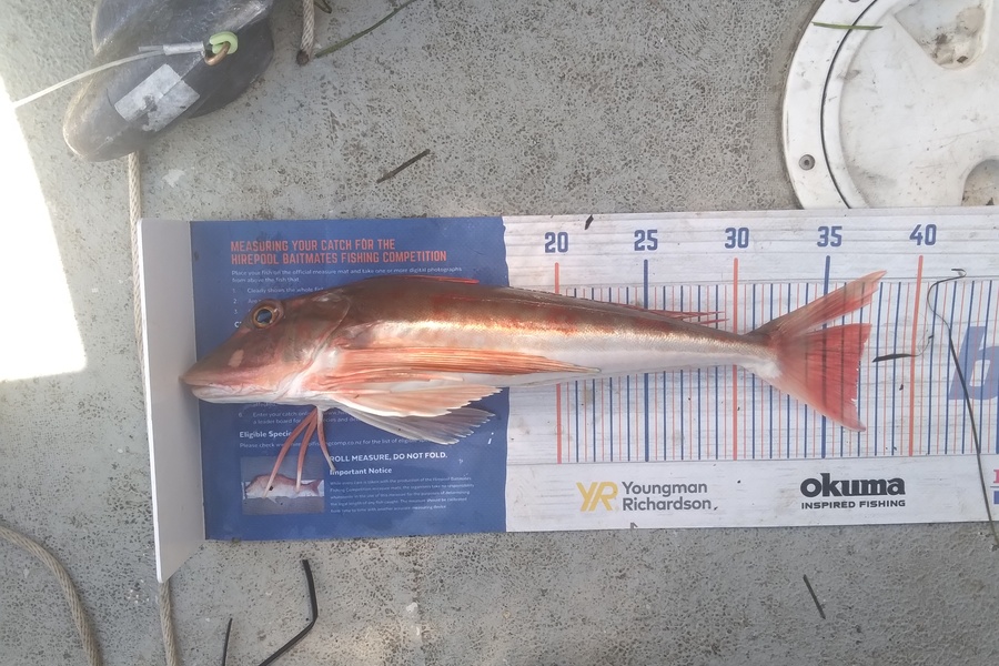 Sam earle caught this 36.5cm Gurnard at Manukau harbour  during The Export NZ Fishing Competition