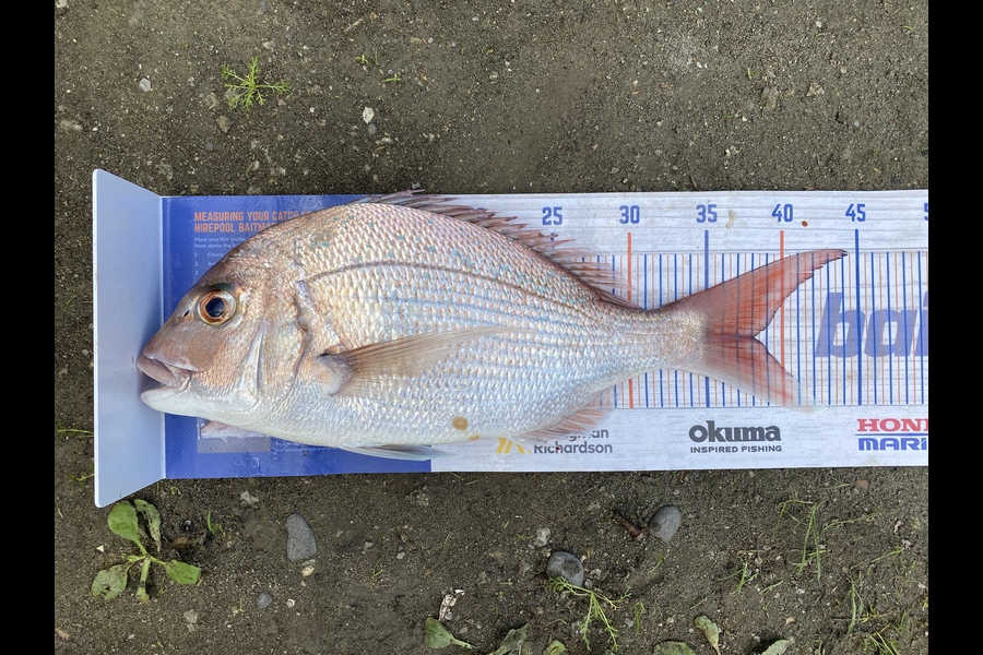 Kyle Hunt caught this 38.0cm Snapper at Wanganui during The Export NZ Fishing Competition