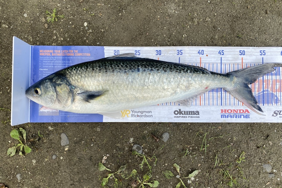 Kyle Hunt caught this 51.0cm Kahawai at Wanganui during The Export NZ Fishing Competition