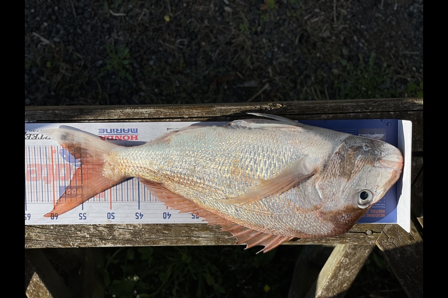 Morgan Campbell caught this 55.0cm Snapper at Thames  during The Export NZ Fishing Competition