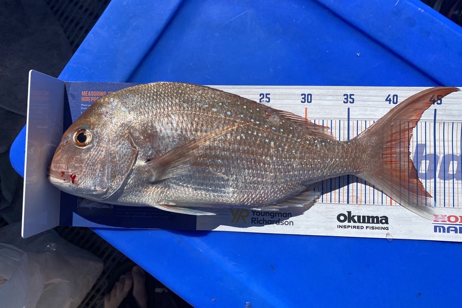 Craig Gowler caught this 42.0cm Snapper at Hawkes Bay during The Export NZ Fishing Competition