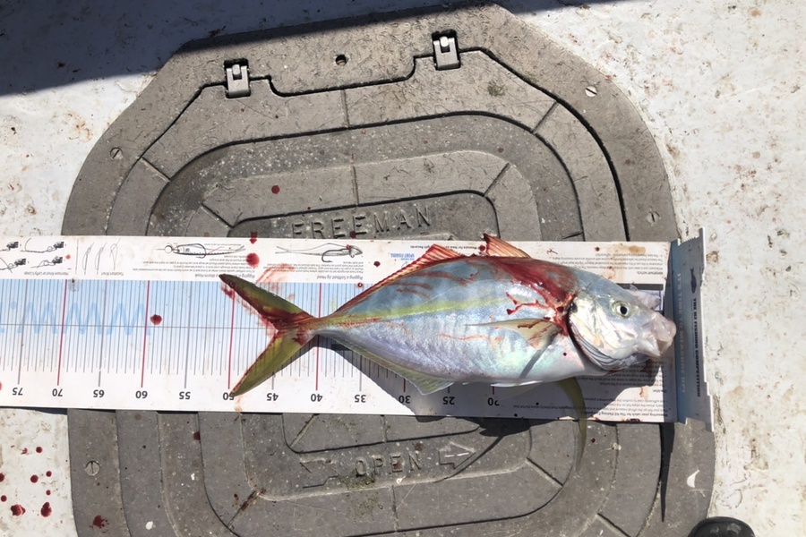 Amber Raudon caught this 44.5cm Trevally at Barrier during The Export NZ Fishing Competition