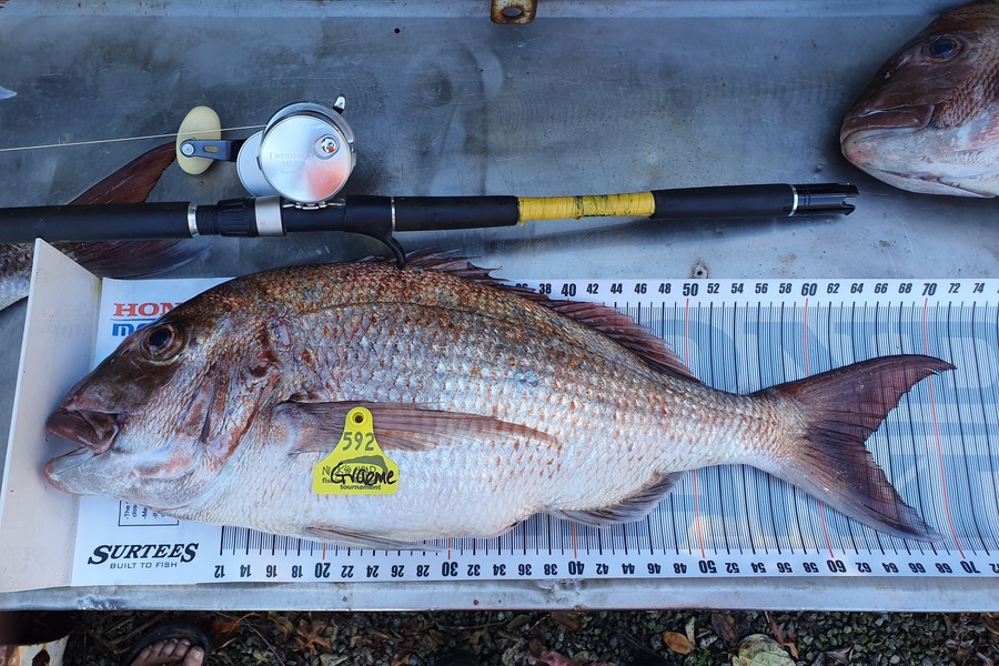 Graeme Mckay caught this 64.0cm Snapper at Gisborne during The Export NZ Fishing Competition