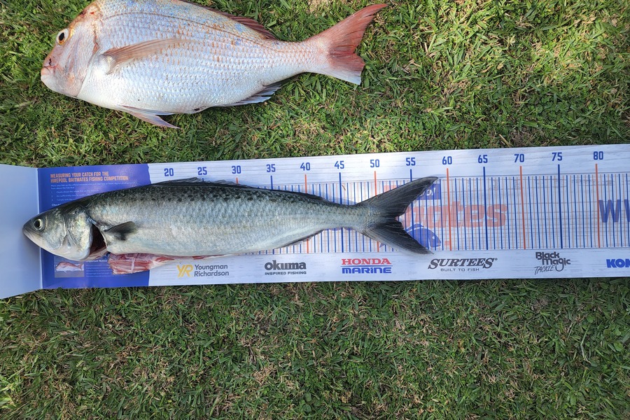 Dylan Thompson caught this 52.5cm Kahawai at Rangitoto channel  during The Export NZ Fishing Competition
