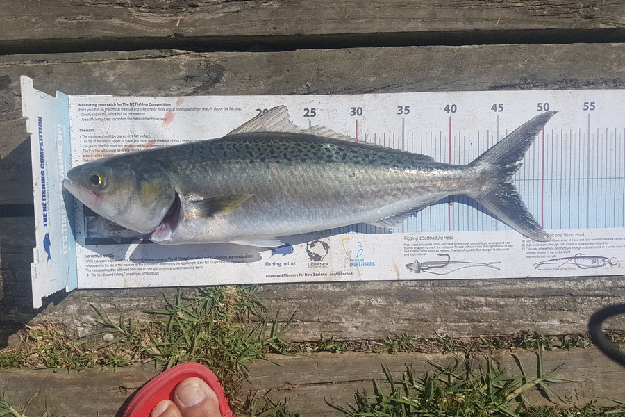 Otele Etuale caught this 46.0cm Kahawai at Karaka during The Export NZ Fishing Competition