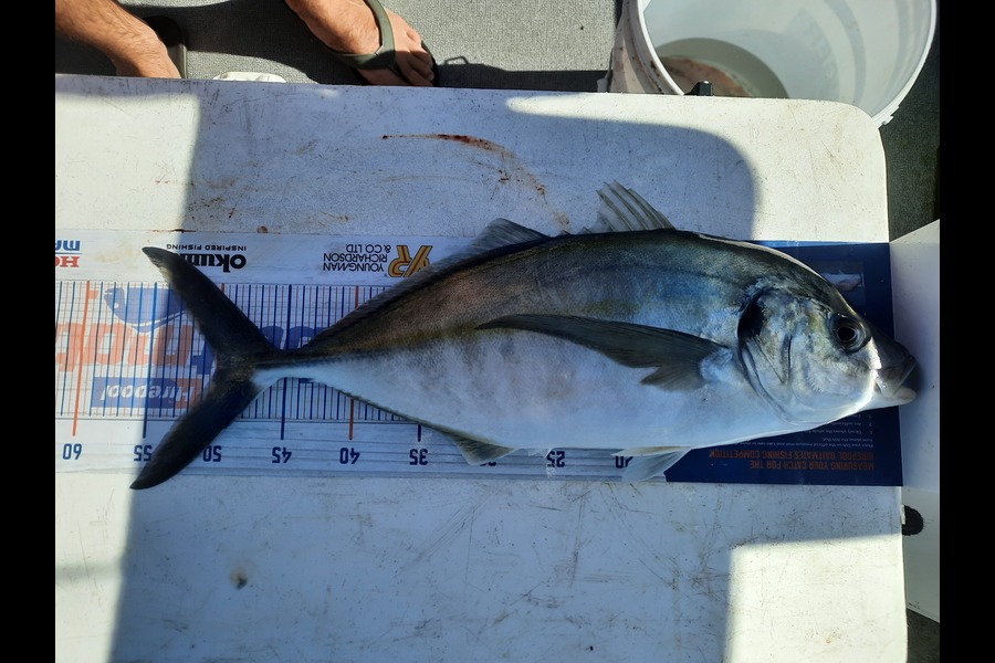 Aaron Frost caught this 50.0cm Trevally at Waitara during The Export NZ Fishing Competition